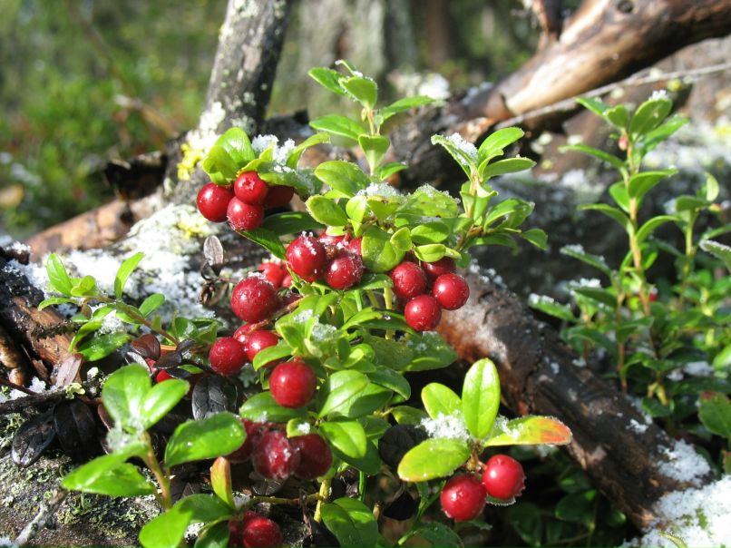 Константин Костин фотография #47