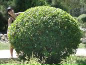 Фотография Король Оксаны