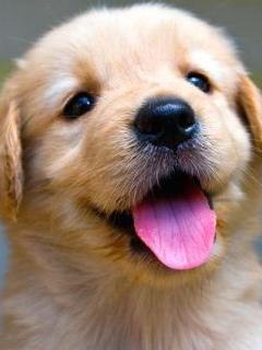 №4, Рома Шкатула №4, Рома Шкатула