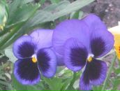 Фотография Sizykh Ани