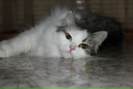 Соня Кошка фотография #1