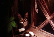 Ната Бышовец фотография #32 (источник - https://vk.com/id929500)