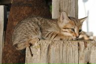 За Ри фотография #36 (источник - https://vk.com/id2645458)