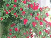 Ирина Дорошенко фотография #11 (источник - https://vk.com/id75553521)