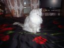 Silver Cat фотография #1