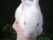 Фотография Телика Артема