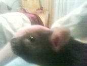 Фотография Лебедева Дмитрия