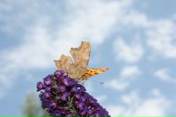 Тетяна Олексієнко фотография #37 (источник - https://vk.com/id16552331)