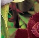 Іра Чіпак фотография #39 (источник - https://vk.com/id53483593)