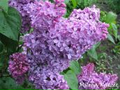 Фотография Романовской Дианы