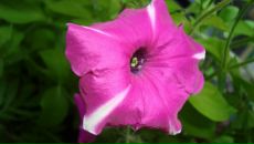 Фотография Бевз Даши