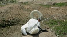 Наталія Торчинська фотография #25 (источник - https://vk.com/id11291283)