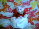 Анастасія Думич фотография #46 (источник - https://vk.com/id150892192)