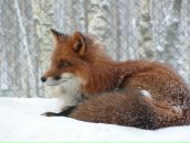 Фотография Матешевской Светланы