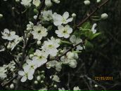 Фотография Верховой Регины