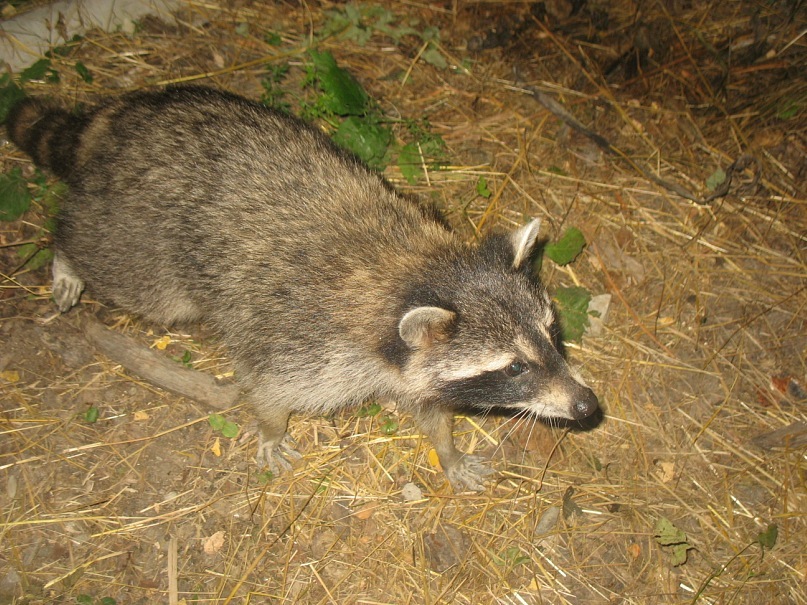 Ира Абакук фотография #22