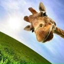 Фотография Чепик Виктории