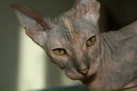 Фотография Сафиной Земфиры