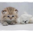 Діана Береза фотография #6 (источник - https://vk.com/id162546834)