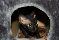 Дон Cheester фотография #10 (источник - https://vk.com/id280958)