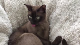 Приколы про котов