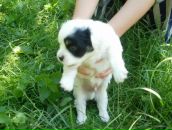 Соломія Юрченко фотография #27 (источник - https://vk.com/id80727518)