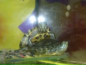 Фотография Прокопьевой Алиски