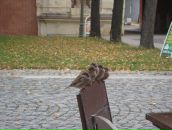 Фотография Aleksenko Olga