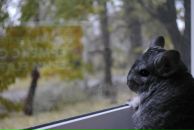 Гриша Чернобривец фотография #18 (источник - https://vk.com/id3274479)