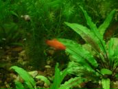 Dathim Origin фотография #15 (источник - https://vk.com/id2932718)