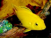 Марьяна Скворцова фотография #12 (источник - https://vk.com/id1885204)