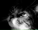 Кис-кис Кошаки™ фотография #31 (источник - https://vk.com/id133602296)