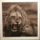 Фотография Олейника Алексея