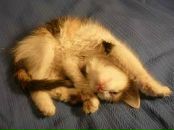 Фотография Артемьева Артема