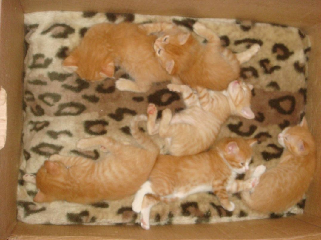 Оля Хапцова фотография #29