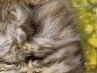 Берта °•..kitty..•° фотография #4 (источник - https://vk.com/id151790863)