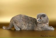 Фотография Закутской Анны