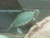 София Вишнёва фотография #7 (источник - https://vk.com/id87017262)