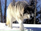 Фотография Таранова Александра