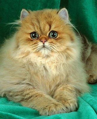 №13, Эдик Тигай №13, Эдик Тигай