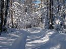 Фотография Жук Февральский