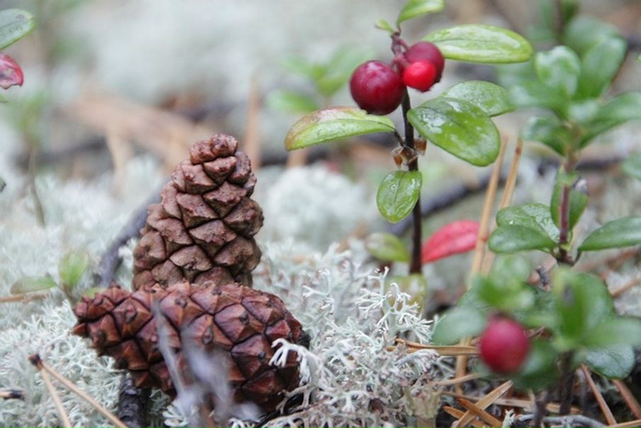 Дмитрий Кушкин фото №11