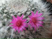 Фотография Кривошеиной Натальи