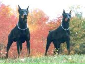 Фотография Шагарова Владимира