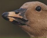 Фотография Николаевича Александра