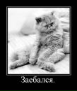 Фотография Беленко Александра