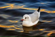 Фотография Юлия Чайки Миры