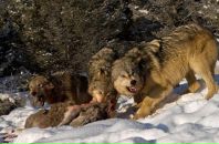 Фотография Хоменко Оксана