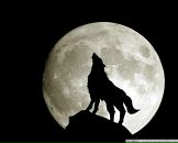 Фотография Виноградова Алексея