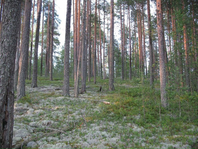 Михаил Романенко фото №18